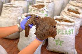 Pangolin's maximum supply is 538,000,000. Not Frozen Beef Nearly 13 Tonnes Of Pangolin Scales Worth S 52 Million Seized In Singapore Today