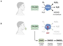 Image result for Methanethiol