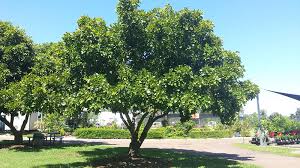 Image result for Millettia pinnata
