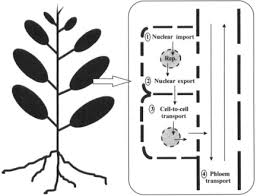 Notably the presence of a more rigid cell wall and the modification to photosynthesize which requires chloroplast. Plasmodesmata And Cell To Cell Communication In Plants Sciencedirect