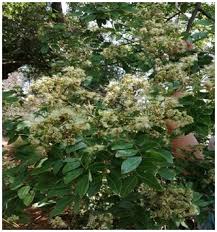 Image result for Albizia glaberrima