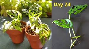 Multipurpose, this 3 in 1 garden spray not only fights fungal related house plant diseases but also can rid your plants of insects and mites with its insecticide and miticide properties. Neem Oil Spray Organic Insecticide And Fungicide For Houseplants Youtube