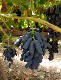 Get complete details on sweet sapphire grapes and see other related products baldor offers that provide a quality you can trust. Ricky C Pa Twitter Sweet Sapphire Black Seedless Grapes Starting In 2 Weeks Sweetsapphire Seedless Grapes
