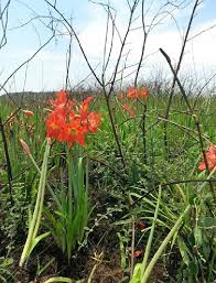 Image result for Hippeastrum puniceum