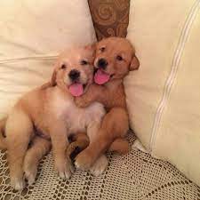 karla flores adli kullanicinin insta panosundaki pin kedi kopek kopek hayvanlar