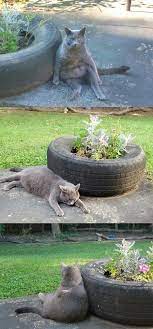 Woman Moved Into New Home And Found Cat Outside The Kitty Kept Coming Back Woman Moved Outside Kitty Cat Cats Cats Outside Cats Funny Animals