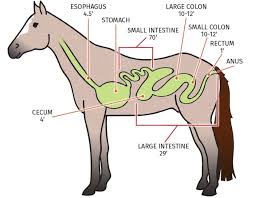 Equine Digestive System Veterinerler Hayvanlar