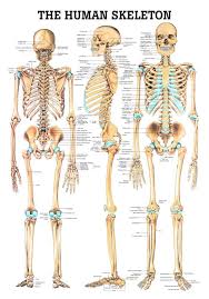 The Human Skeleton Laminated Anatomy Chart Skeleton