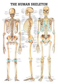 the human skeleton laminated anatomy chart skeleton