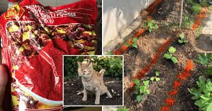 Nak try lagi, 3) minyak masak or minyak tanah.letak agak2 ,ala2 renjis lah kat tempat tu. Tabur Serbuk Cili Cara Berkesan Elak Kucing Membuang Dekat Tanaman Laman Rumah Vanilla Kismis