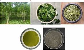 Image result for Moringa oleifera