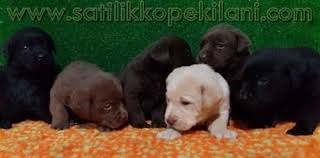 Labrador Yavru Fiyatlari 05412625853 Labrador Retrievers Labrador Retriever Retriever