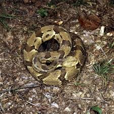 Check spelling or type a new query. Snakes Of Ohio Identifying All 25 Species Slideshow Cleveland Com
