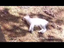Indeed, these types of nets are usually installed on the outside of your balcony and created to stop birds and other avian visitors from entering your living areas. Rescue Cat Fell Off A Balcony And Appeared Dead Youtube