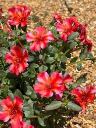 Image result for Portulaca foliosa