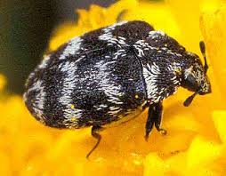 Image result for dermestidae