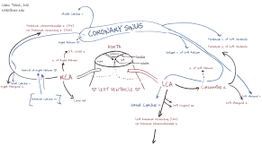 Termination of left anterior descending. Coronary Circulation Wikiwand