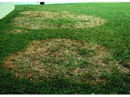 St augustine grass will go dormant when the soil temperatures fall below 55 degrees. Ask Burton Q I Have An Area Of My St Augustine Grass That Is Not Looking Healthy My Sprinkler Works There S No Shade The Edges Of The Sickly Spots Started To Green