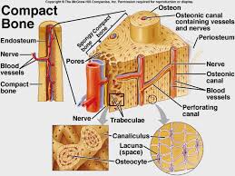 Which of the labeled parts of the bone is composed primarily of hyaline cartilage? Bone Tissue Anatomy Google Search Human Anatomy And Physiology Anatomy And Physiology Anatomy Bones