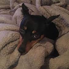 Pin By Roseharris On Perro Pincher In 2021 Cute Animals Cute Dogs Doberman Pinscher