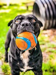We welcome all kinds of adopters for all kinds of children, regardless of age, race, cultural background, religion, marital status or sexual orientation. Tampa Bay Area Pets Awaiting Adoption