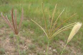 Image result for Chloris pilosa