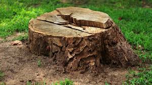 Then, simply fill with potting soil and plant your favorites! Tree Stump Removal Vs Grinding Warner Tree Service