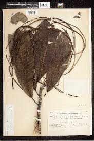 Image result for Alafia zambesiaca