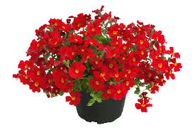 Image result for Jamesbrittenia integerrima