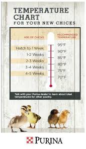 always up to date weekly chicken growth chart breeders stew