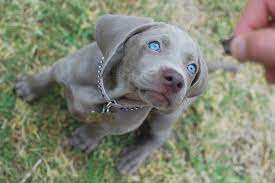 Grey dog with blue eyes. This Sweetie Has No Idea That She Has The Prettiest Eyes Of All The Pups Weimaraner Puppies Grey Dog Animals