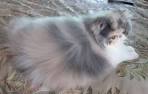 Persian Kittens For Sale by Reputable Breeders | Pets4You
