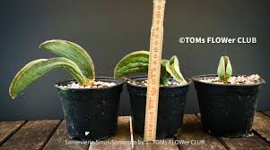 Image result for Sansevieria sinus-simiorum