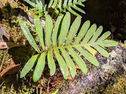 Image result for Pleopeltis