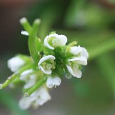 Cardamine is dioscorides ' name for cress. Hairy Bittercress Gardens Weeds Words