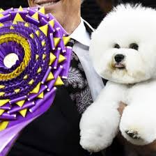 Best in show winner flynn, a bichon frise, competes in the finals of the 142nd westminster kennel club dog show in new york city on february 13, 2018. Bichon Frise Named Flynn Wins Westminster Dog Show