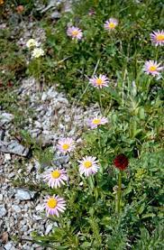 Aster Alpinus Gravel Garden Rock Garden Plants Mediterranean Plants
