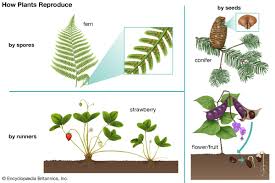 A guide to plants which reproduce without bearing flowers, including a general introduction and suggested activities. Plant Kids Britannica Kids Homework Help