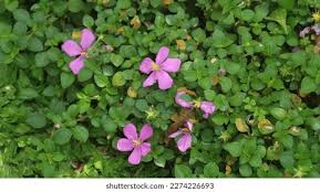 Image result for Heterotis rotundifolia
