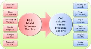 Has lipids, trace elements, hormones, growth and adherence factors, protease inhibitors. Pdf Cell Culture Based Influenza Vaccines As Alternatives To Egg Based Vaccines Semantic Scholar