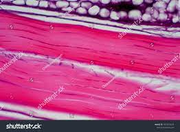 In this section, we explore the parts of the petrographic or polarizing light microscope. Cross Section Human Tendon Under Microscope View For Education Histology Human Tissue Dense Regular Connective Tissue Human Tissue Stock Photos Photo Editing