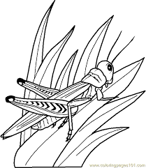 Close the template window after printing to return to this screen. Grasshopper Coloring Page 0002 2 Coloring Page For Kids Free Grasshopper Printable Coloring Pages Online For Kids Coloringpages101 Com Coloring Pages For Kids