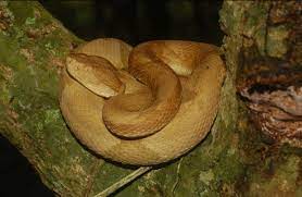Luckily, the golden cousins are way easier to avoid. Snake Profile Golden Lancehead Viper With Photos