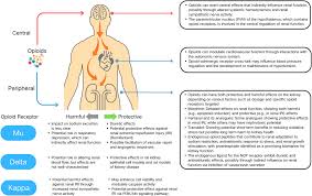 Image result for Renal Function