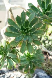 Image result for Alchornea laxiflora