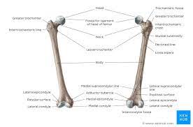 Create your own flashcards or choose from millions created by other students. Learn Femur Anatomy Fast With These Femur Quizzes Kenhub