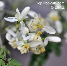 Image result for Moringa oleifera