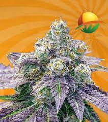 Maybe you would like to learn more about one of these? Banana Sundae Feminized Marijuana Seeds Sunwest Genetics