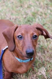 Our Loving Chase Red Short Haired Dachshund Doxie Weiner Dog Hound Burrow Dog Short Legged Dog Dogchasingplays Taksa