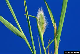 Image result for Polypogon